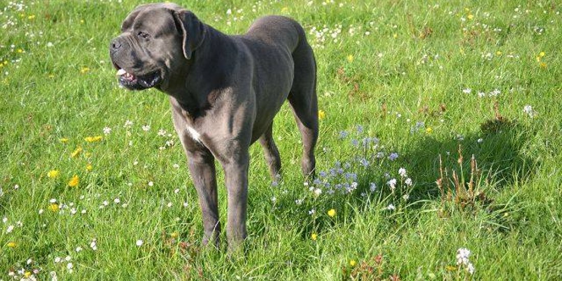 1525445_284766848354647_8838990888200162802_n.jpg 1525445_284766848354647_8838990888200162802_n.jpg