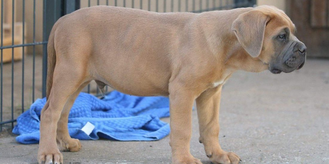 bugatti2.jpg bugatti2.jpg